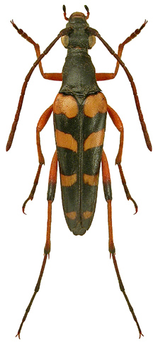 Strangalia attenuata UK Beetle Recording